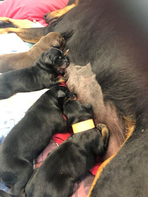 The day the Doberman puppies arrived!